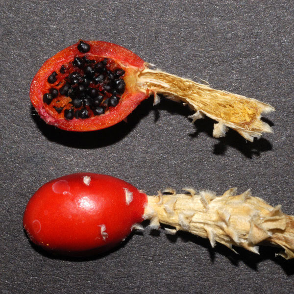 Hamatocactus Setispinus